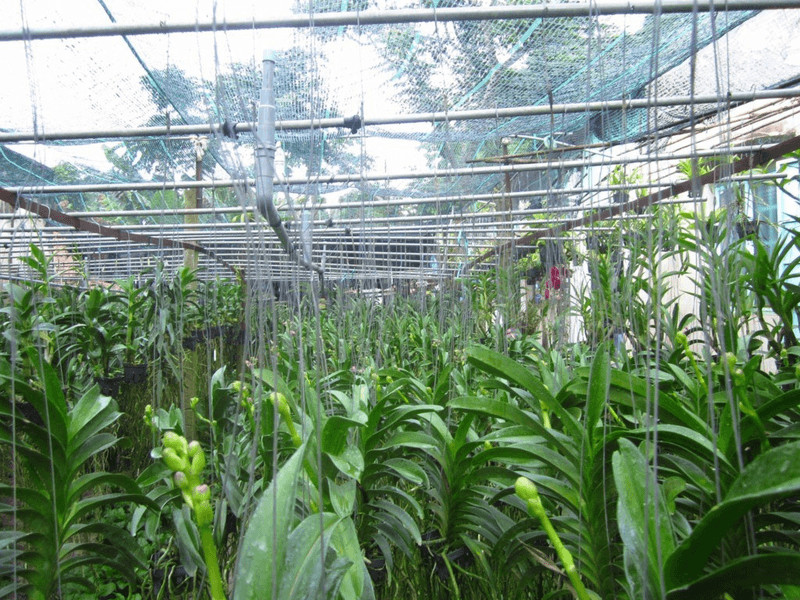 Cung cấp đủ nước và độ ẩm cho hoa lan