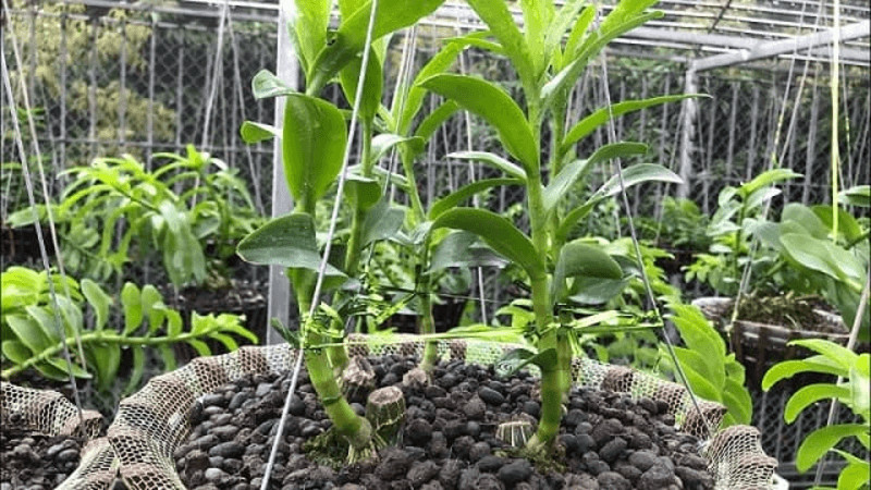 Phân bón thích hợp cho cây lan