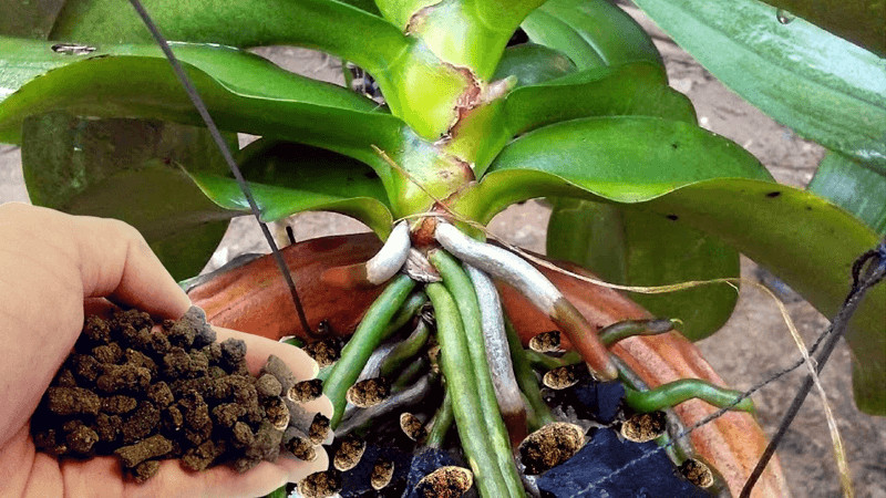 Một số loại phân bón thích hợp dùng để trồng cây lan