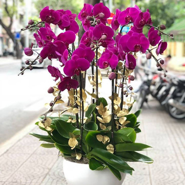 Tạo dáng và định hình cành lan hồ điệp trong bình cắm trang trí bàn thờ