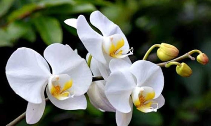 Chậu lan hồ điệp trắng lưỡi vàng mang lại may mắn và tài lộc cho không gian sống ngày Tết