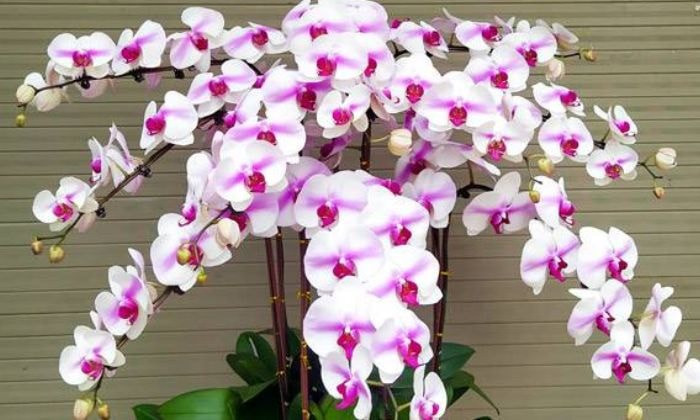 Tuyệt phẩm hoa lan hồ điệp trắng đột biến với cánh hoa lớn, thể hiện sự sang trọng và quý phái