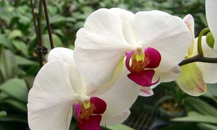 Hoa lan hồ điệp trắng lưỡi đỏ, tượng trưng cho tình yêu nồng nàn và ý chí kiên cường