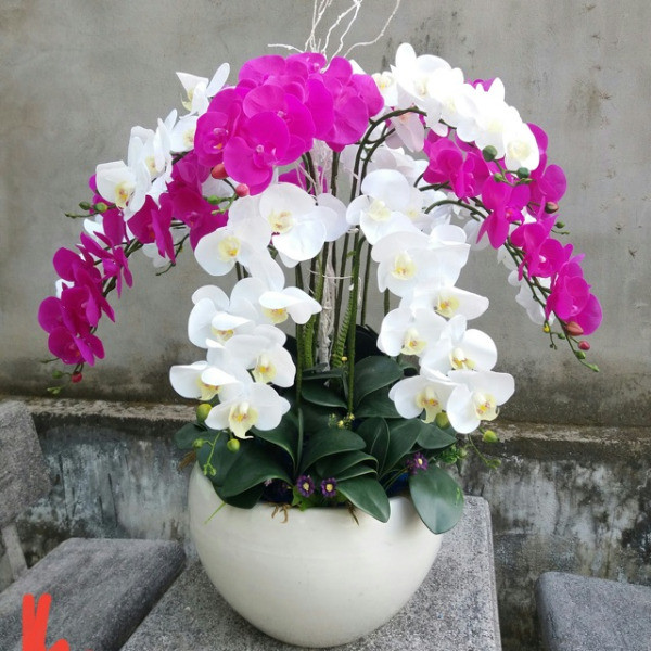 Vẻ đẹp thanh tao của hoa lan trang trí không gian Tết Việt
