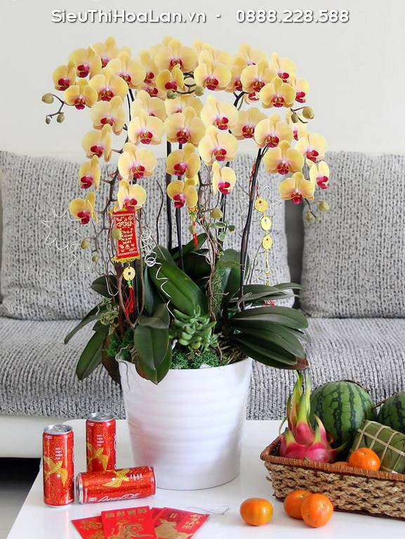 Chậu hoa lan đang nở rộ với những cánh hoa căng tràn sức sống.