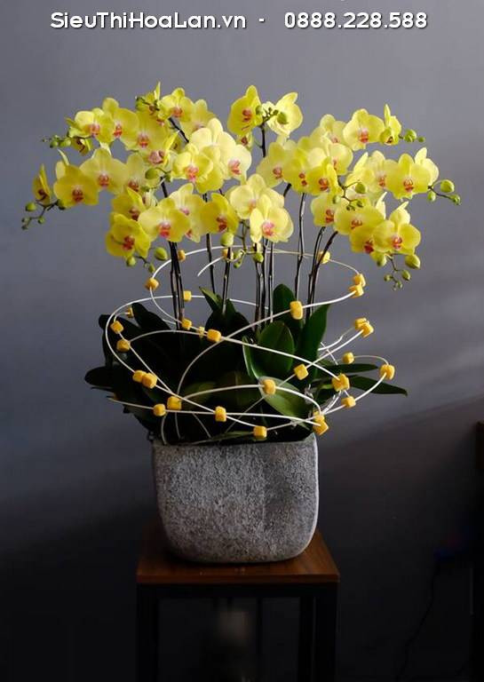 Vẻ đẹp sang trọng của chậu hoa lan vàng, tượng trưng cho sự thịnh vượng.