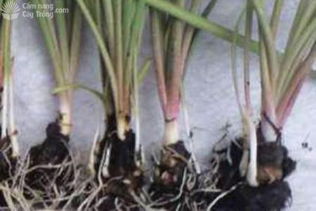 Cây lan con nảy mầm và phát triển trong bình nuôi cấy mô, thể hiện tiềm năng từ ưu điểm của nhân giống bằng hạt