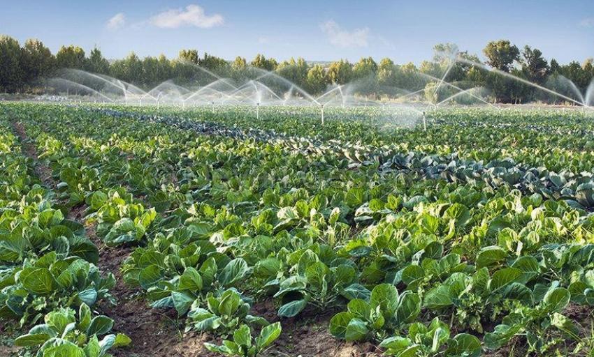 Mô hình tưới lan thông minh với cảm biến độ ẩm đất