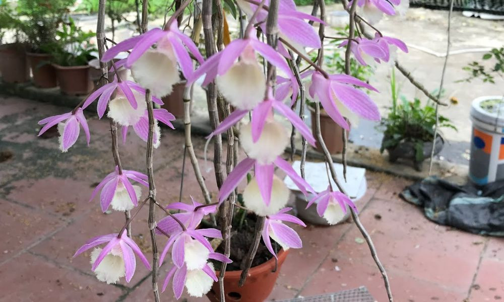 Lan Hạc Vỹ: Dễ chăm sóc, ít bệnh, hoa buông rủ tuyệt đẹp