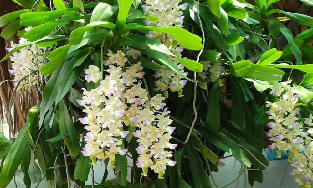 Lan Tam Bảo Sắc: Phong lan đẹp, dễ tìm, rễ khỏe, hoa tím/vàng nhạt