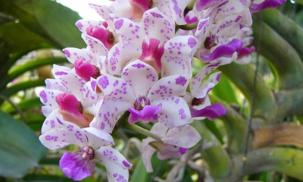 Lan Ngọc Điểm: Vẻ đẹp hoang dã, chịu nhiệt tốt, được dân chơi lan săn đón