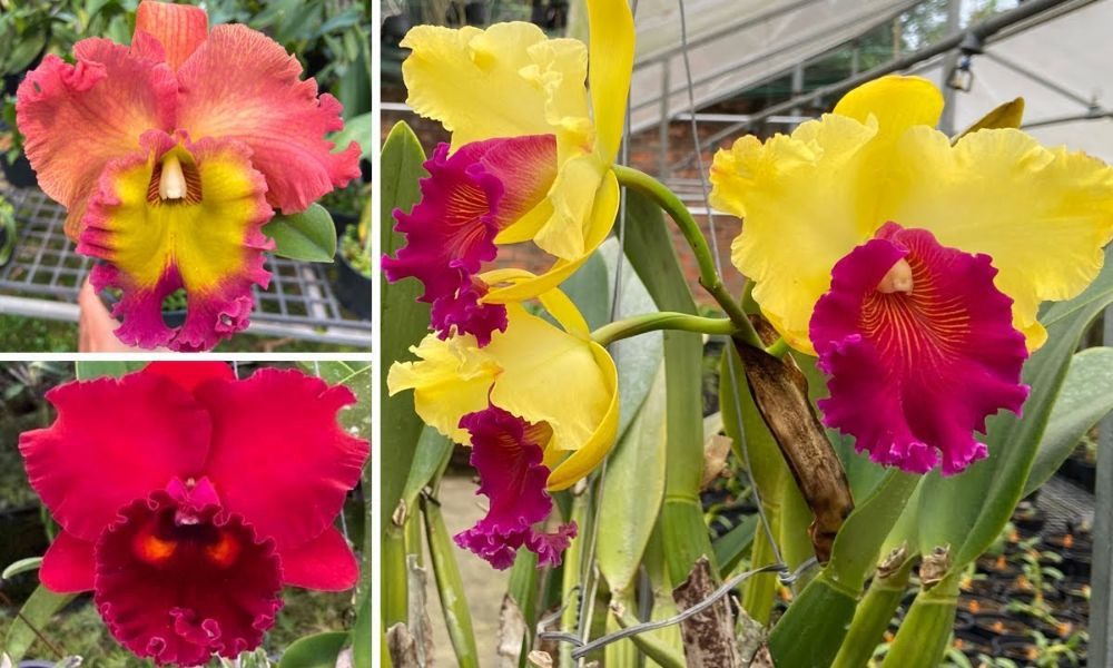 Lan Cattleya: Nữ hoàng hương sắc với mùi thơm đặc trưng và tuổi thọ cao