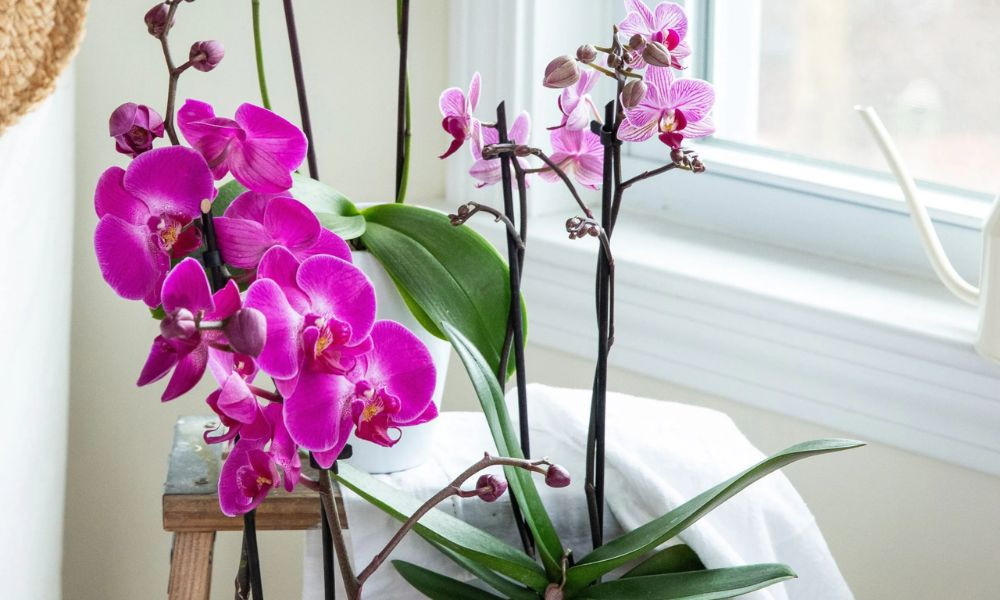 Lan Hồ Điệp: Biểu tượng của vẻ đẹp hoàn hảo và sự đa dạng