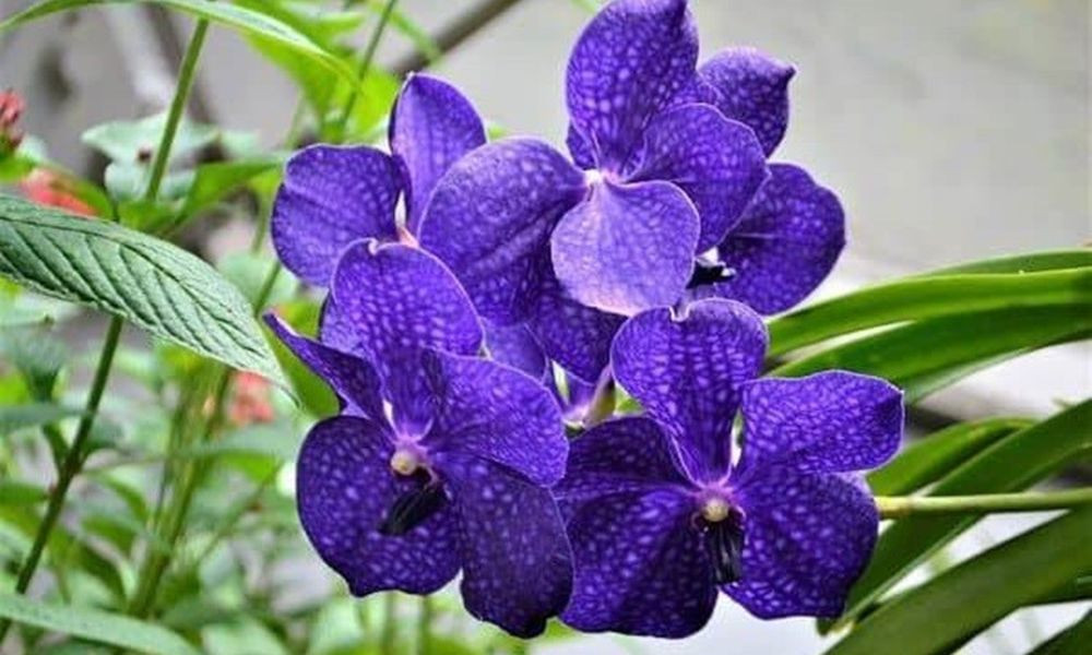 Lan Vanda: Phong lan độc đáo với lá xòe quạt và hoa bền đẹp