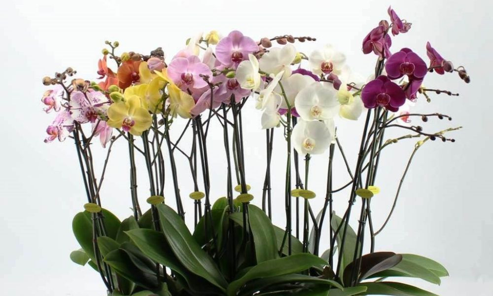 Đặc điểm nổi bật và môi trường sống đa dạng của hoa lan