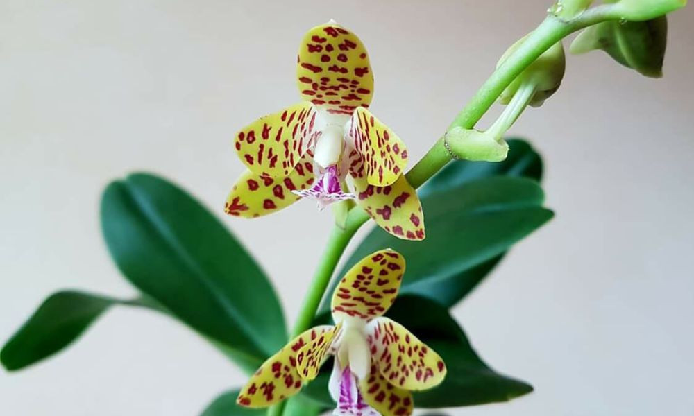 Lan Cẩm Báo: Phong lan độc đáo với tên gọi "Lan da báo"
