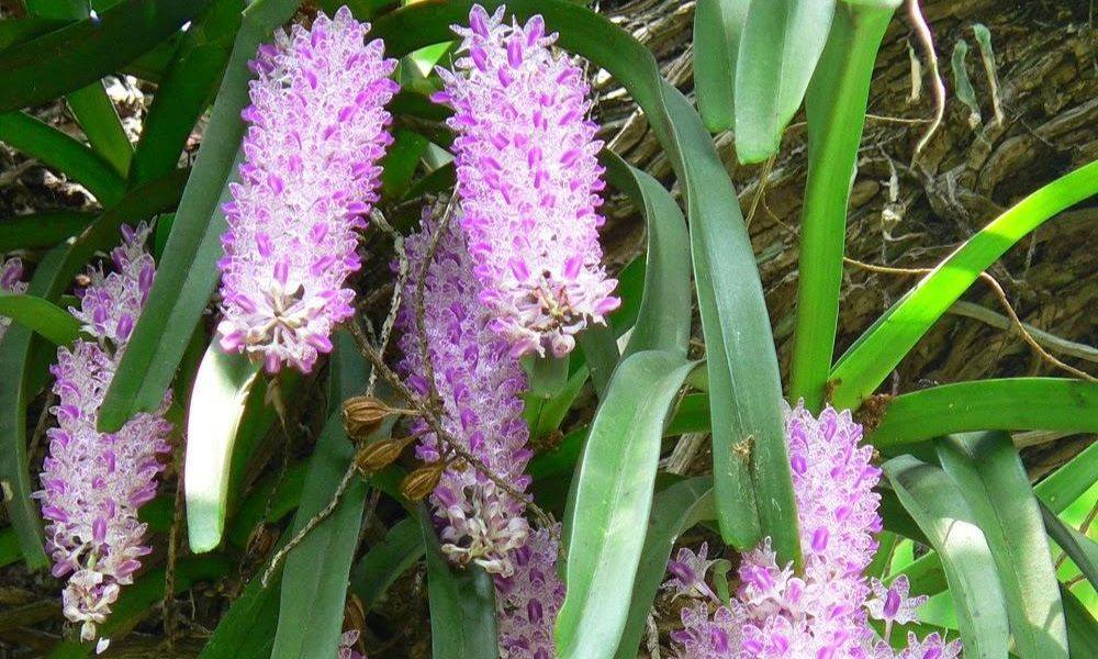 Lan Giáng Hương: Phong lan thơm nhẹ, dễ trồng, lý tưởng cho người mới bắt đầu