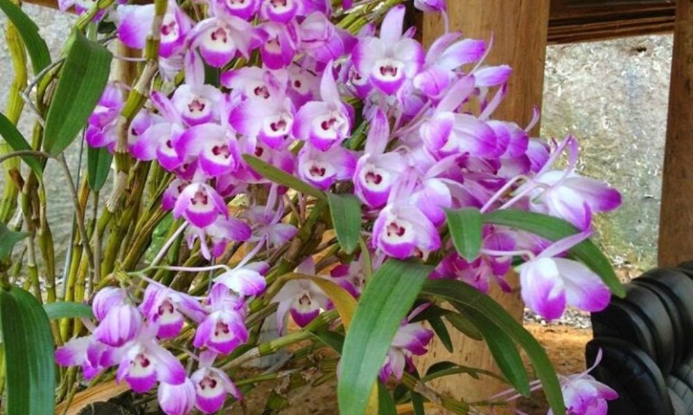 Lan Đùi Gà: Phong lan đẹp, dễ trồng, ra hoa nhiều và rất thơm