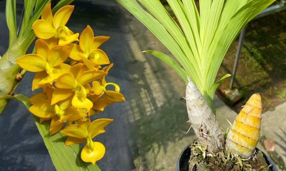 Lan Thiên Nga: Giống lan độc đáo từ Nam Mỹ với cơ chế bắn phấn đặc biệt