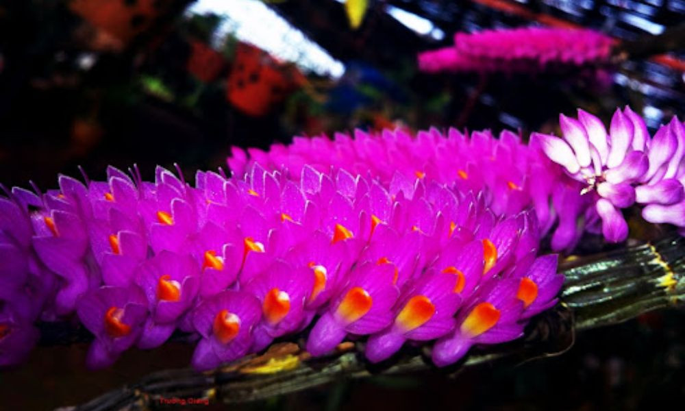 Lan Báo Hỷ: Loài lan Dendrobium nhiều thân, hoa rực rỡ và bền bỉ