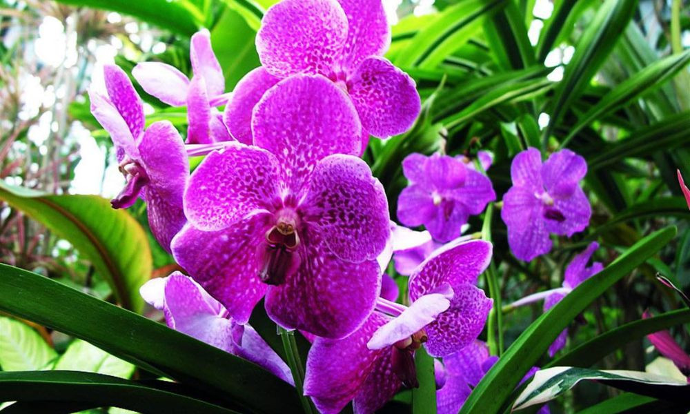 Lan Tím: Vẻ đẹp huyền bí của phong lan nhiệt đới, thân giả hành xanh bóng