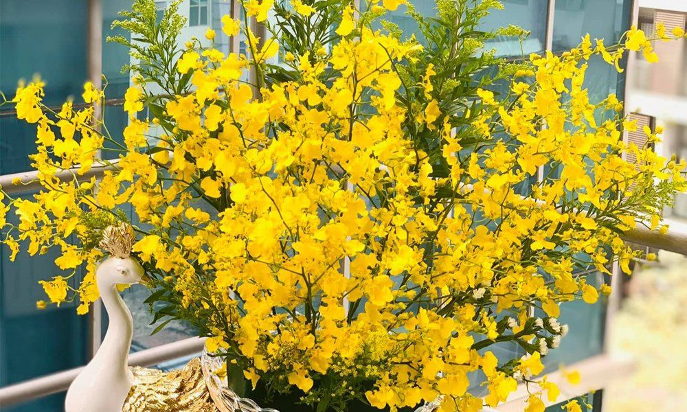 Vẻ đẹp duyên dáng và dễ trồng của hoa lan Vũ Nữ