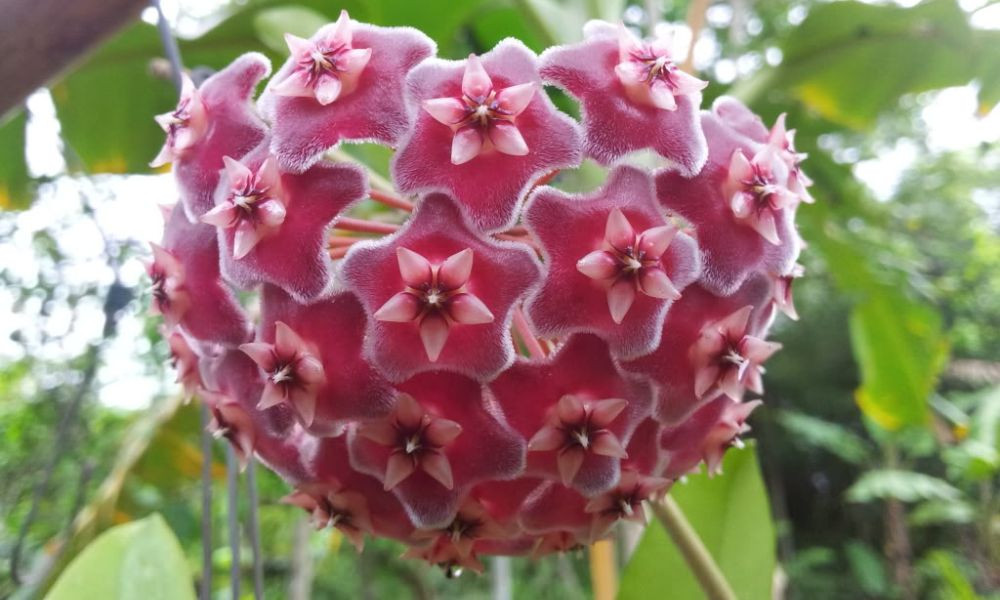 Vẻ đẹp lôi cuốn và sự bền bỉ của hoa lan Cẩm Cù