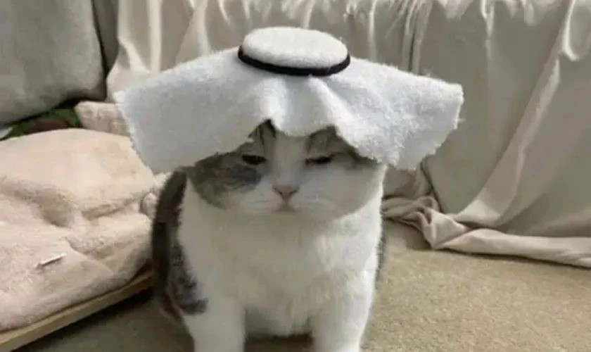 Ảnh meme chú mèo với ánh mắt ngây thơ, biểu cảm khó hiểu