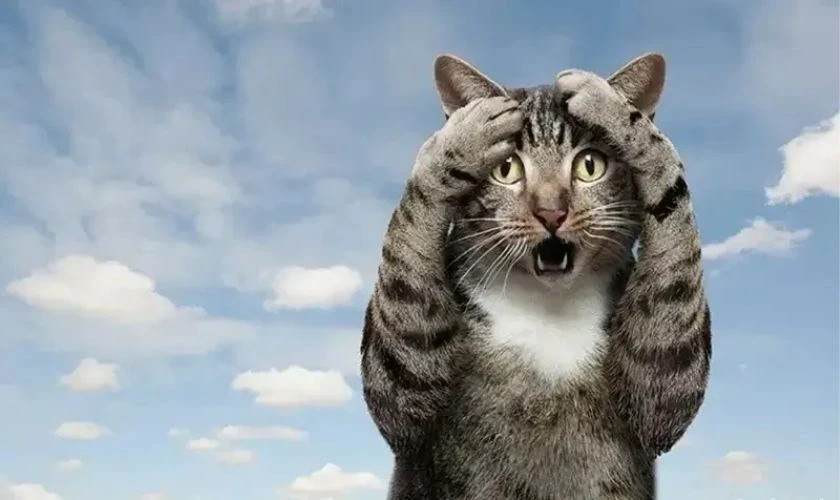 Chú chó trắng với đôi mắt mở to, biểu cảm "tâm không dao động"