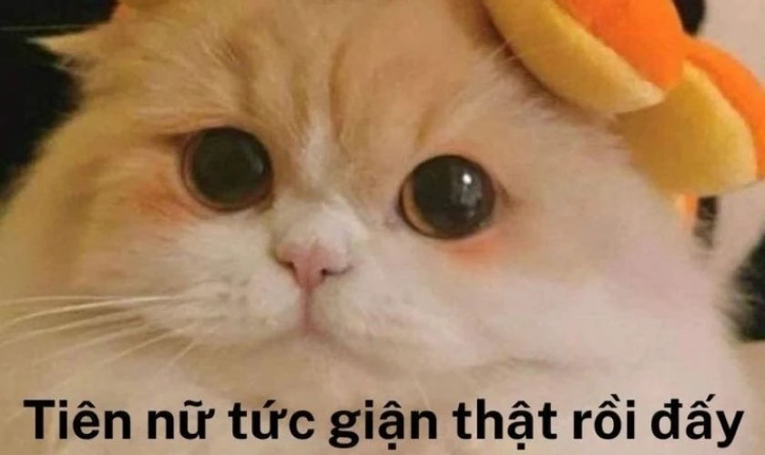 Chú chó Pomeranian với biểu cảm dễ thương, nhìn nghiêng