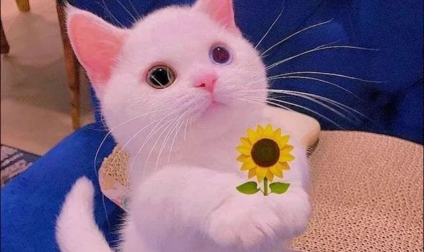 Chú chó với biểu cảm trầm tư nhưng vẫn đáng yêu