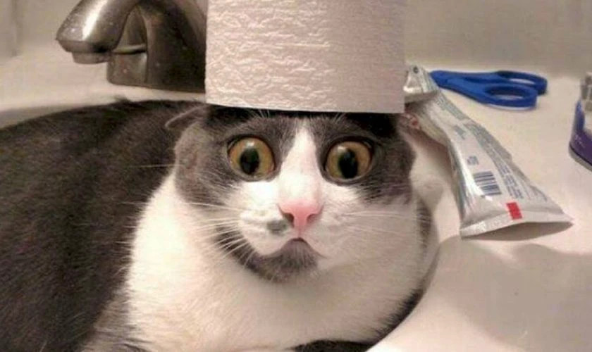 Ảnh avatar meme của một cô gái tóc vàng với biểu cảm giật mình