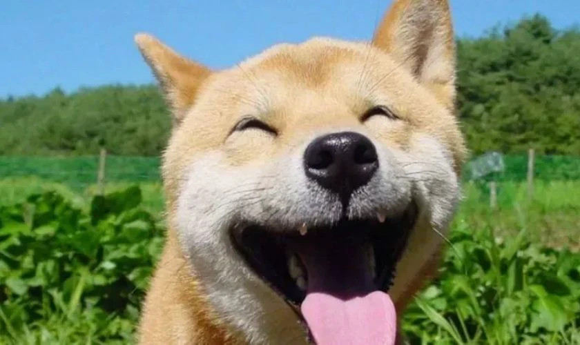 Meme gương mặt người đàn ông với ánh mắt nghi ngờ