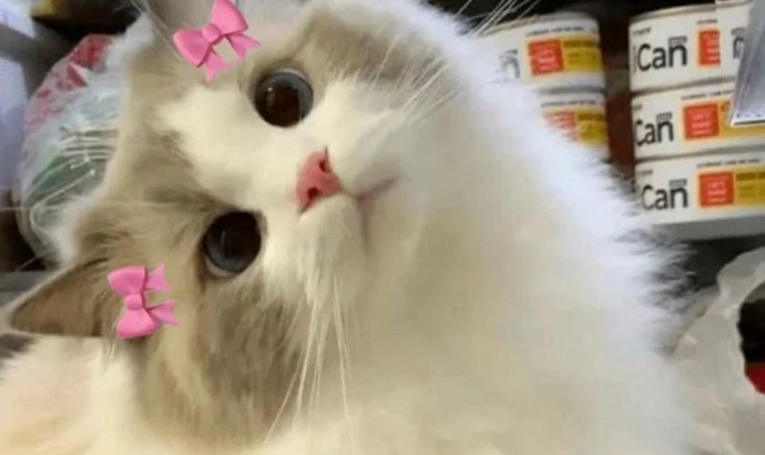 Meme mèo với biểu cảm "ai gọi tôi đó?"