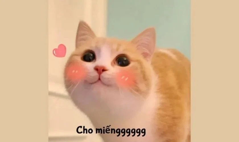 Meme mèo đeo kính đen, tạo dáng "cool ngầu"