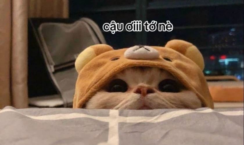 Mèo với biểu cảm "tôi đang rất nghiêm túc" nhưng vẫn hài hước