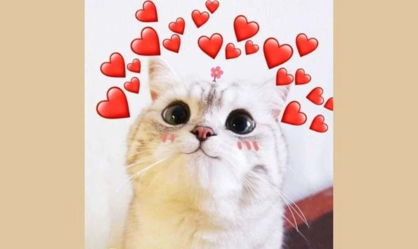 Meme mèo đang ngủ gật một cách ngộ nghĩnh