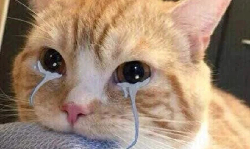 Mèo đang ngồi tư lự với biểu cảm "suy tư về cuộc đời"