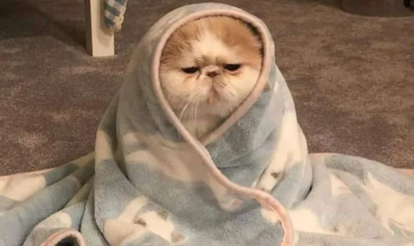 Meme mèo với khuôn mặt "giận dỗi" đáng yêu