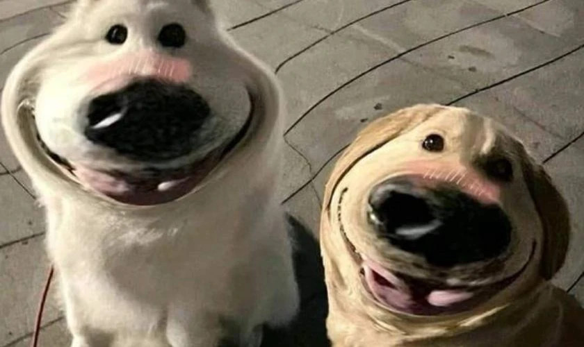 Meme chú chó với biểu cảm kinh ngạc, há hốc mồm