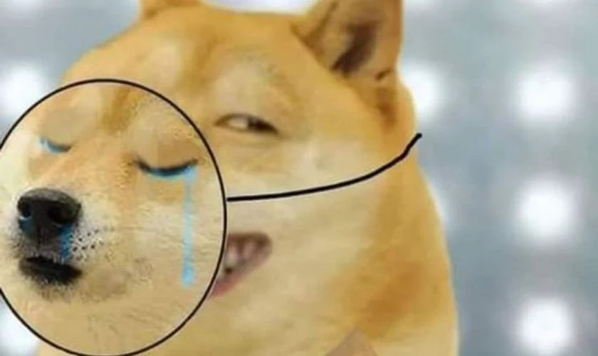 Meme chú chó Labrador với nụ cười "nhếch mép" hài hước