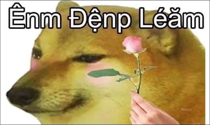 Meme chú chó với vẻ mặt "làm ơn đi mà", rất biểu cảm
