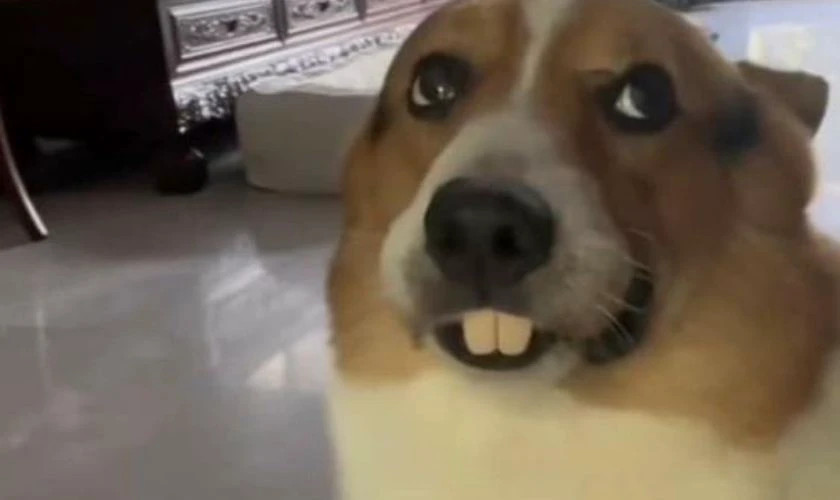 Chú chó Shiba Inu với nụ cười đặc trưng, vui vẻ