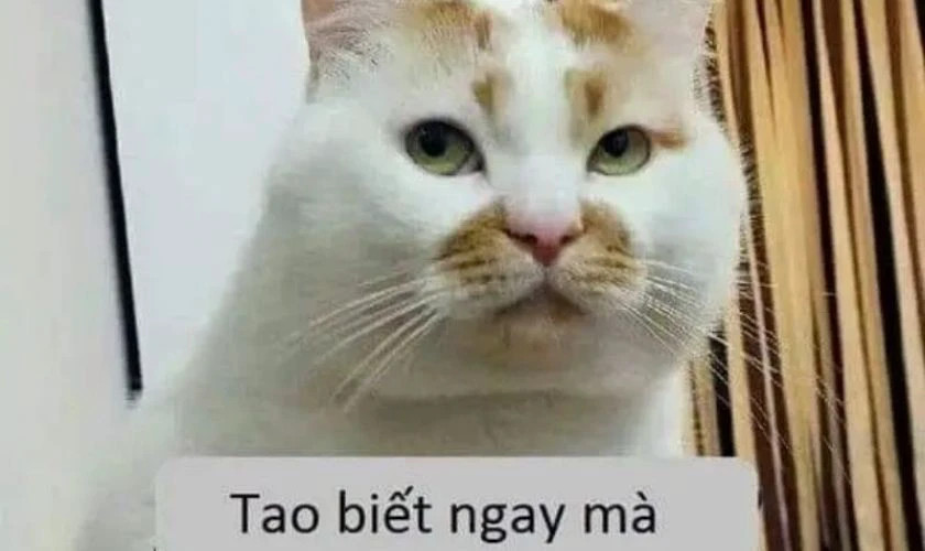Người đàn ông với biểu cảm "khó đỡ" khi nhìn vào camera