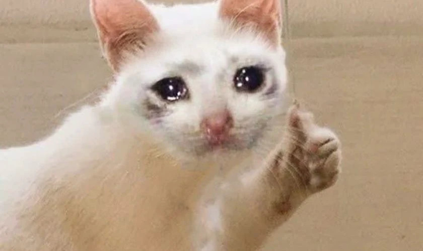 Meme cô gái tóc đen đang khóc với biểu cảm thất vọng