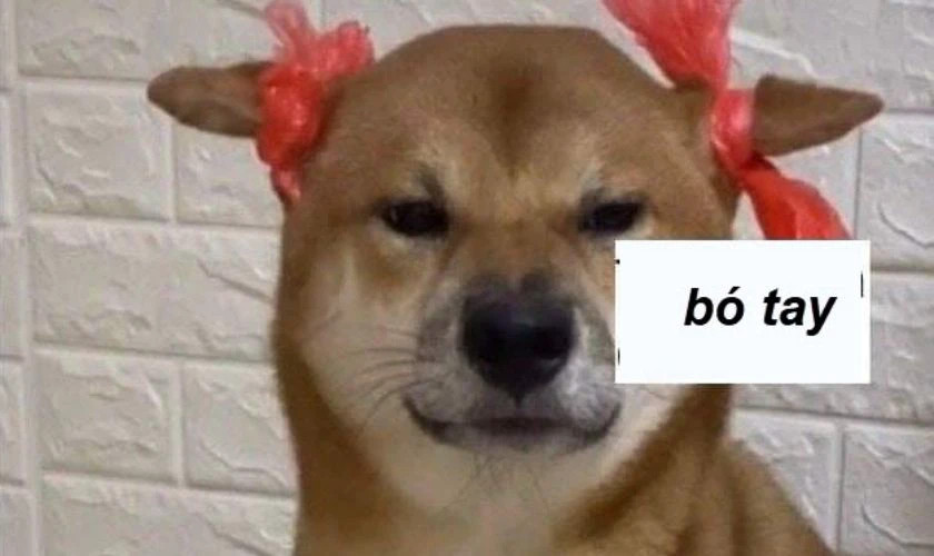 Meme cô gái đang ôm mặt tuyệt vọng với biểu cảm bất lực