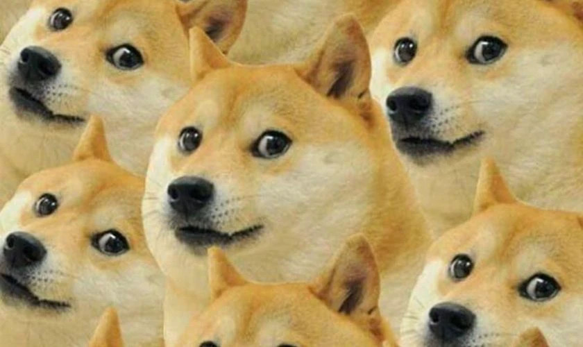 Meme hài hước về chú chó mặc vest xanh lịch lãm