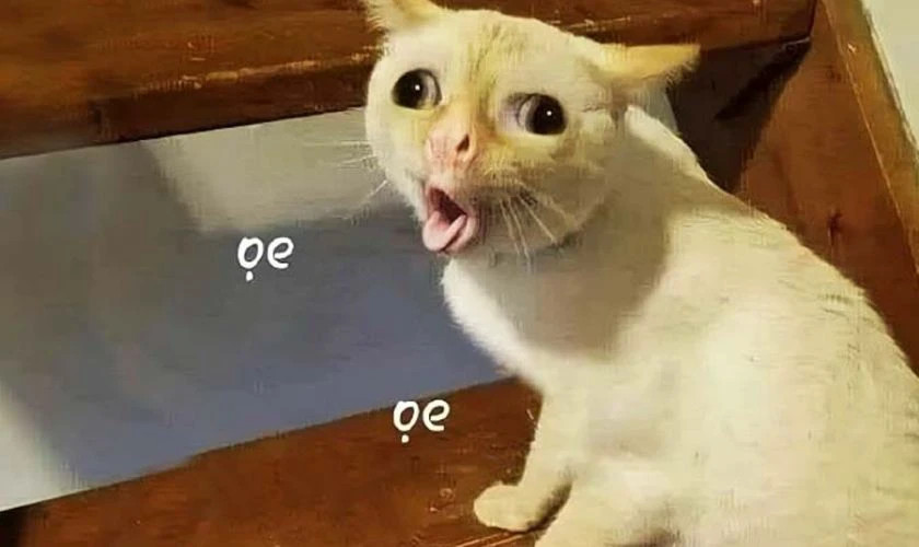 Ảnh meme chú chó cười nhếch mép "khịa" bạn bè