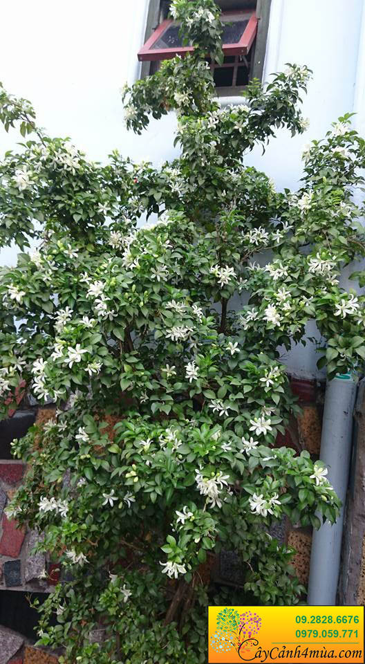 Một cây nguyệt quế lớn, thân già trong chậu