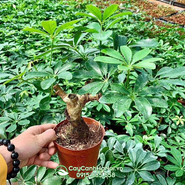Báo giá cây ngũ gia bì gốc to và các loại khác